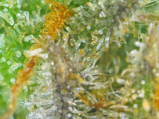 Mixed scrog. Week 11