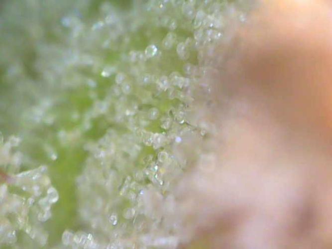 Mixed scrog. Week 11