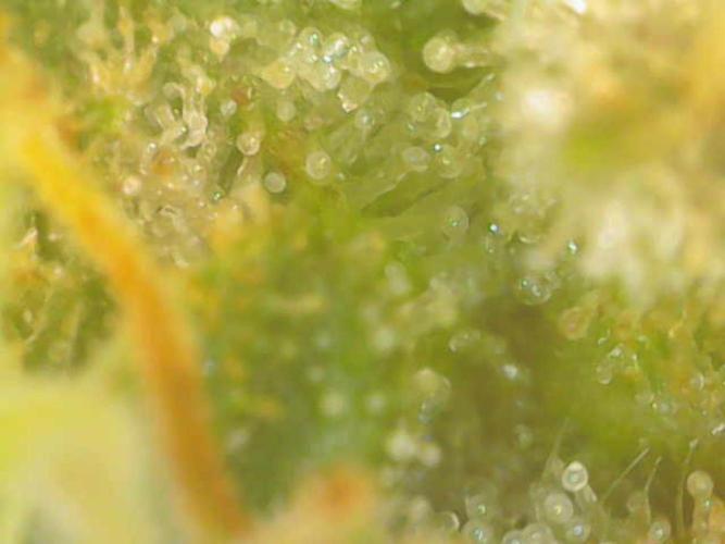 Mixed scrog. Week 11