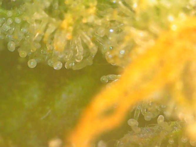 Mixed scrog. Week 11