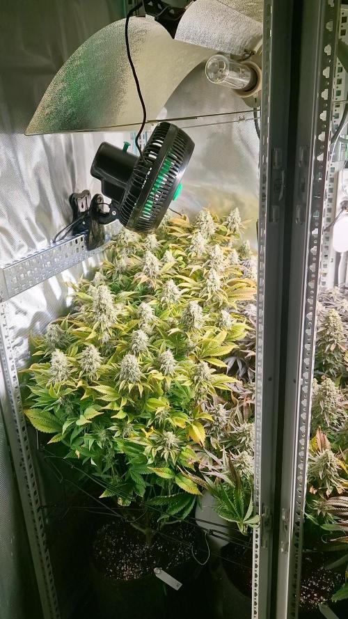 Mixed scrog