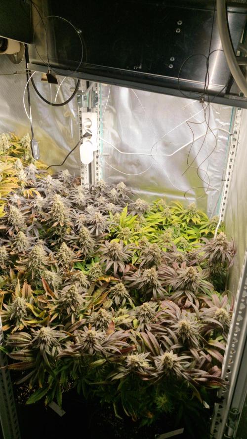 Mixed scrog. Week 12