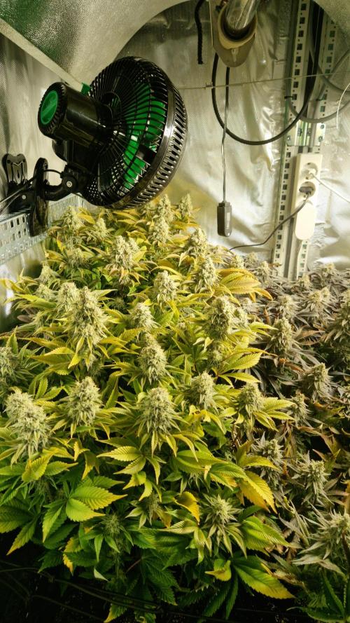 Mixed scrog. Week 12