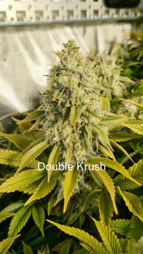 Mixed scrog. Week 12