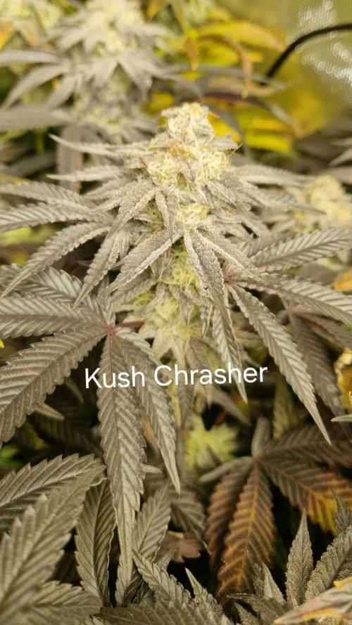 Mixed scrog. Week 12