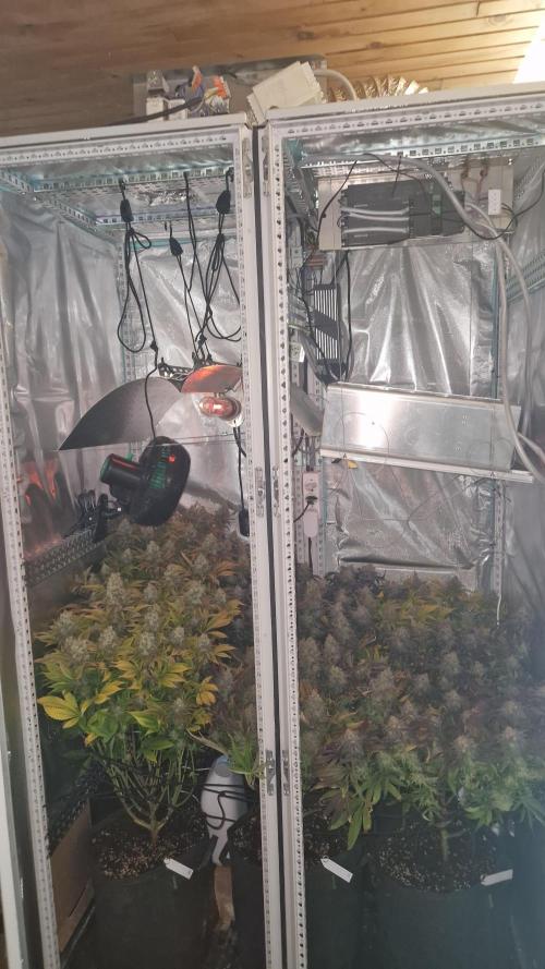 Mixed scrog. Week 13