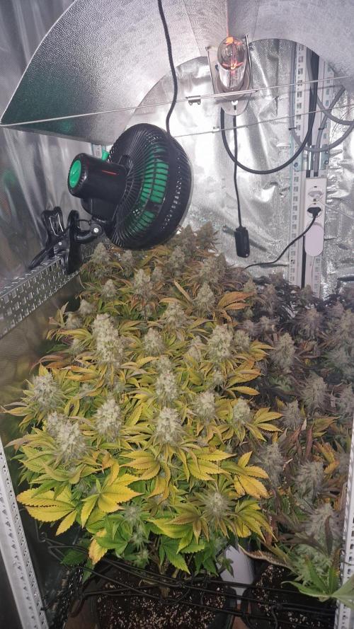 Mixed scrog. Week 13