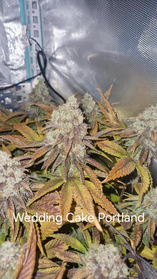 Mixed scrog. Week 13