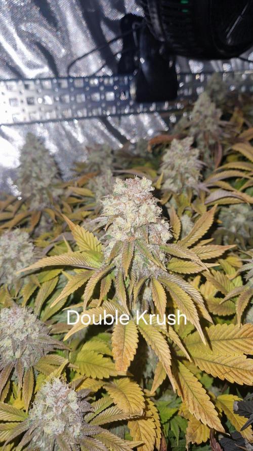 Mixed scrog. Week 13