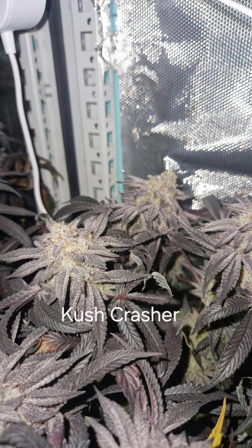 Mixed scrog. Week 13