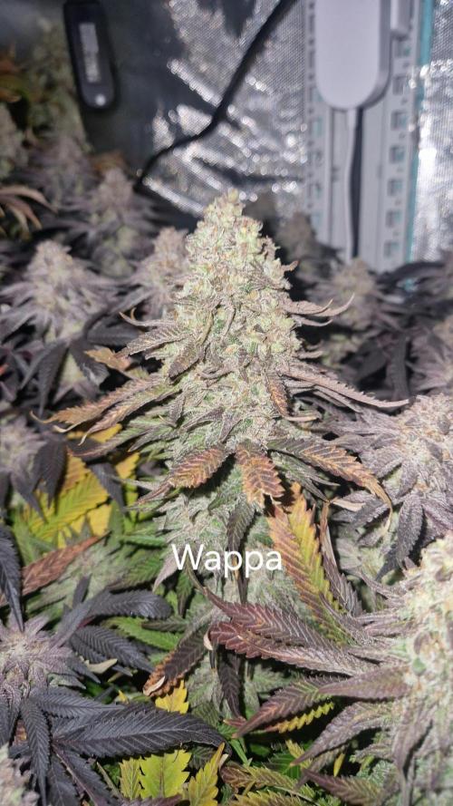 Mixed scrog. Week 13