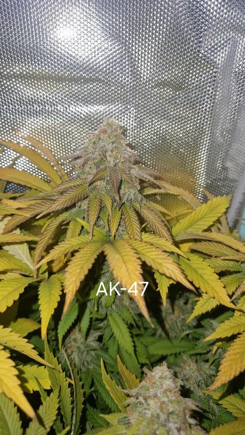 Mixed scrog. Week 13