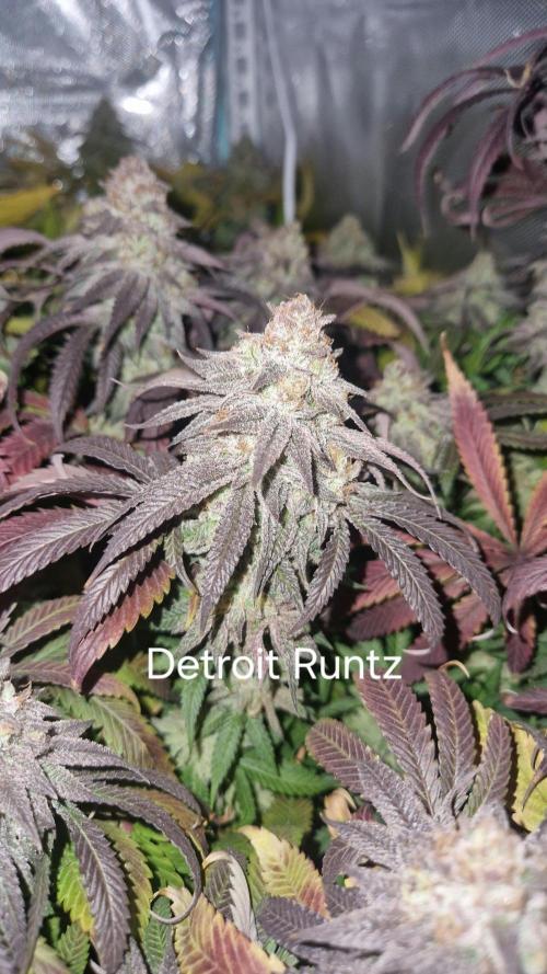 Mixed scrog. Week 13