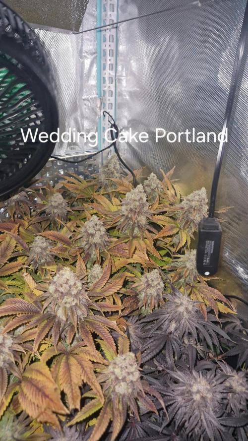 Mixed scrog. Week 13