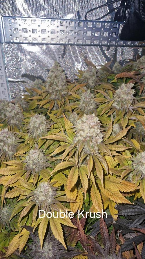 Mixed scrog. Week 13