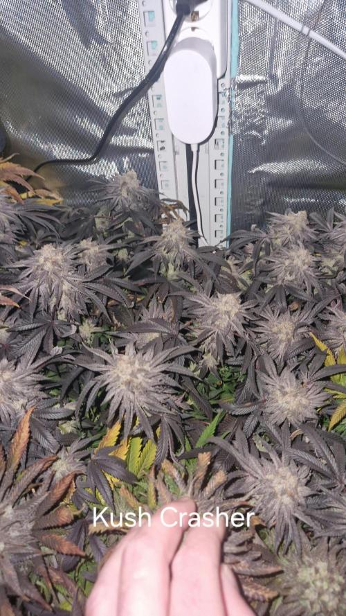 Mixed scrog. Week 13