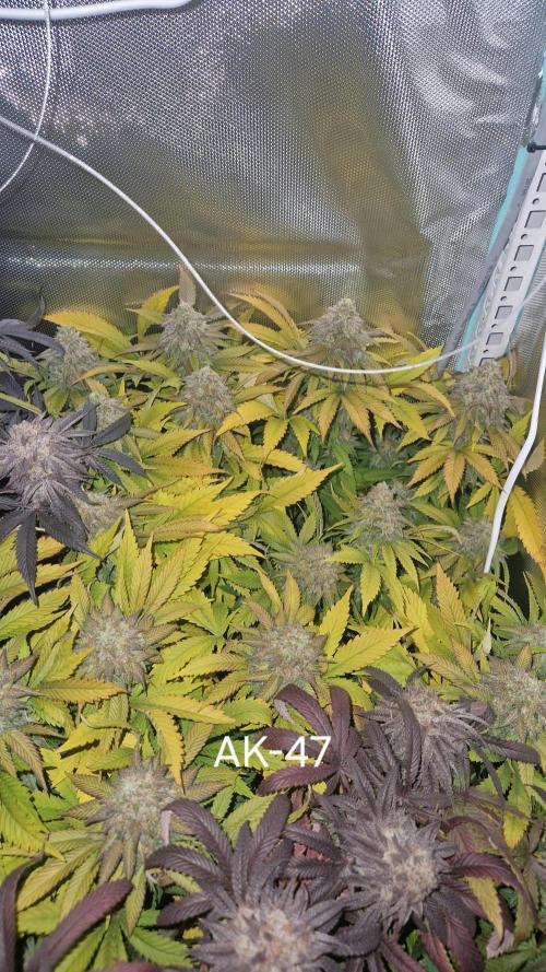 Mixed scrog. Week 13