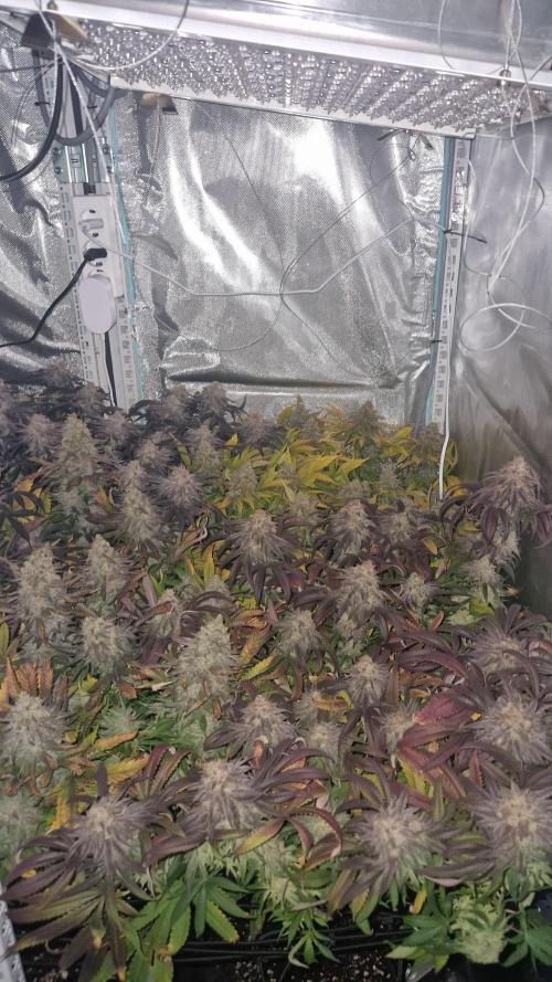 Mixed scrog. Week 13