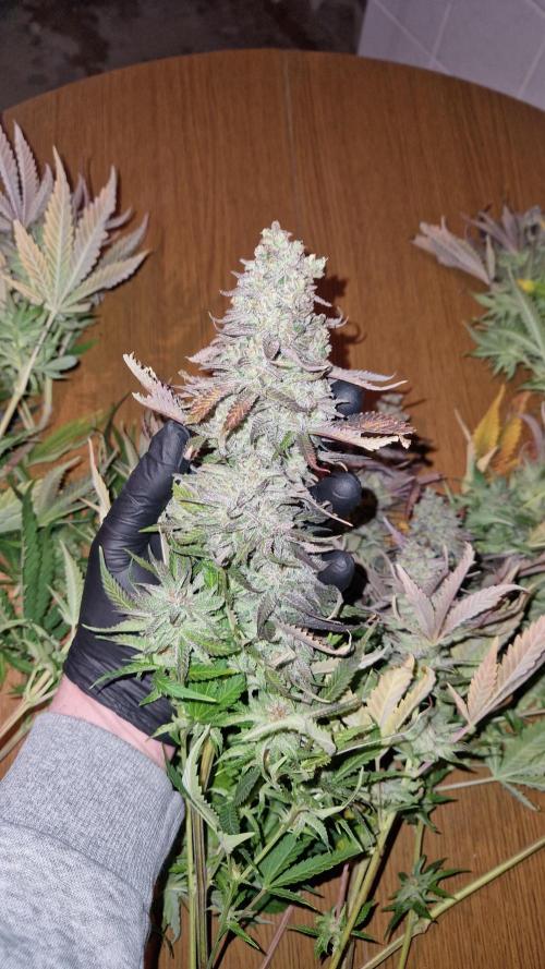 Mixed scrog. Week 14