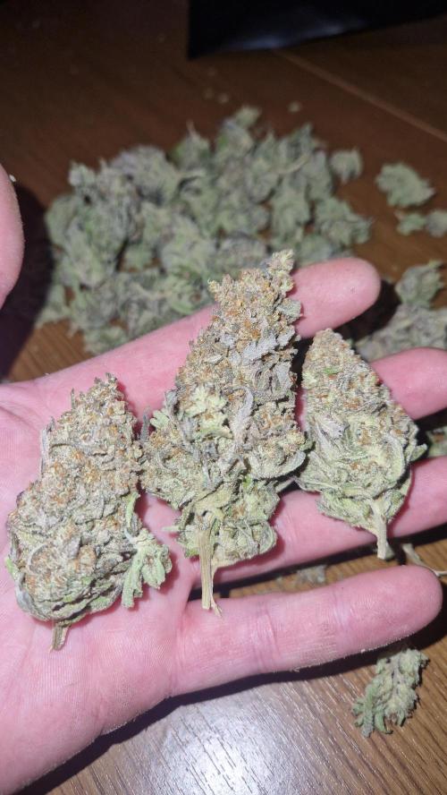 Mixed scrog. Week 14