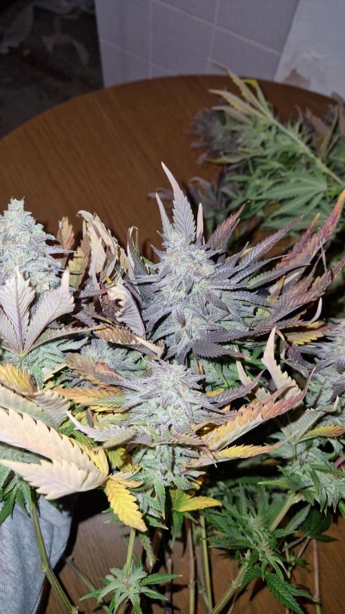 Mixed scrog. Week 14