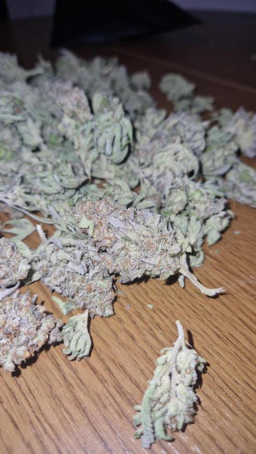 Mixed scrog. Week 14