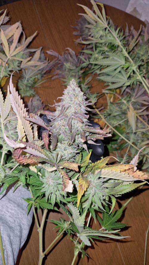 Mixed scrog. Week 14