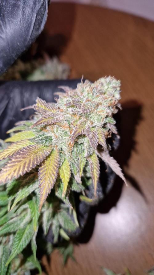 Mixed scrog. Week 14