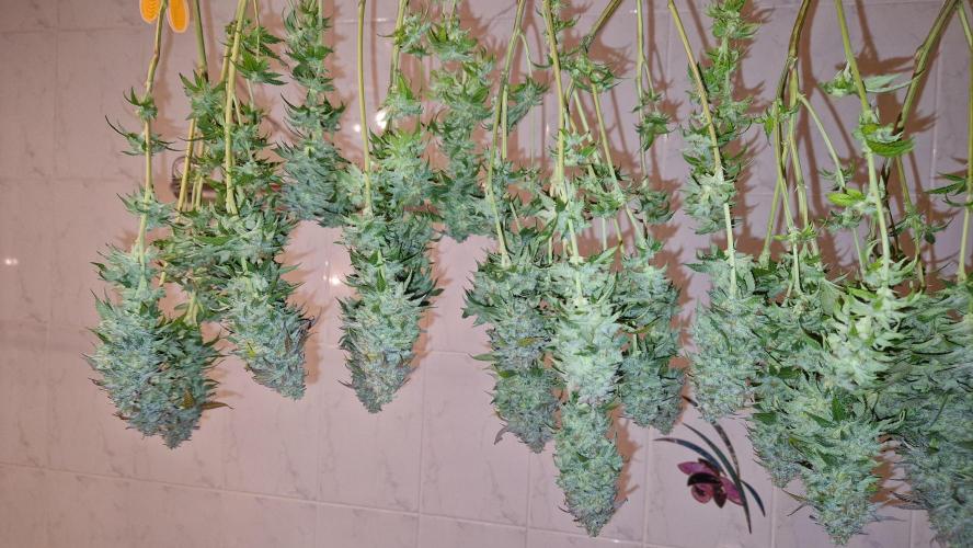 Mixed scrog. Week 14