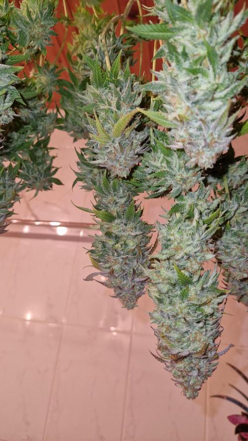 Mixed scrog. Week 14