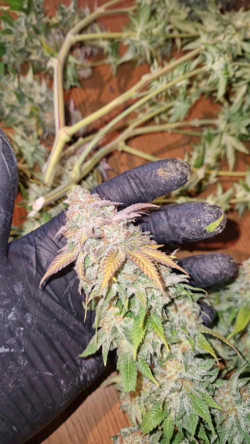 Mixed scrog. Week 14