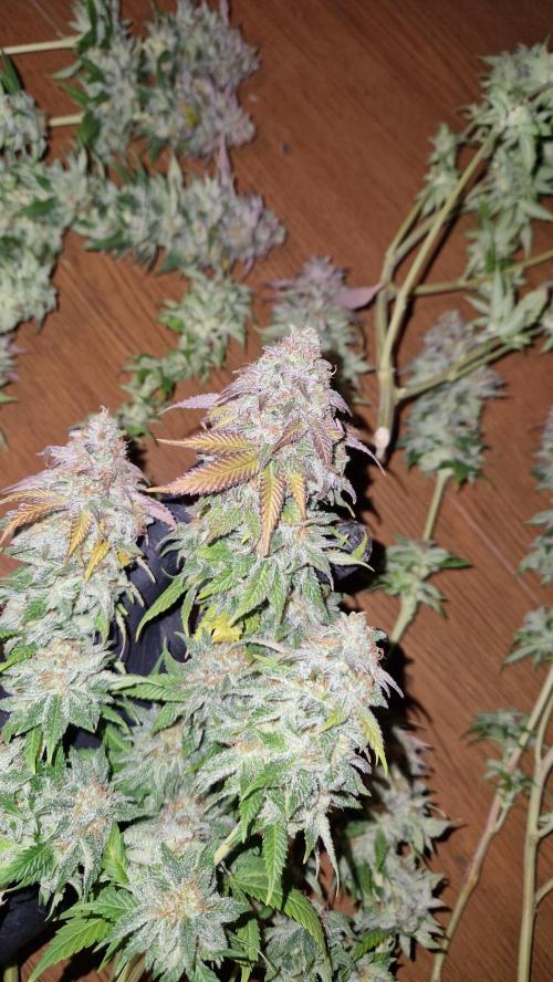 Mixed scrog. Week 14