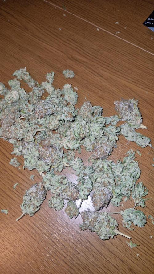 Mixed scrog. Week 14