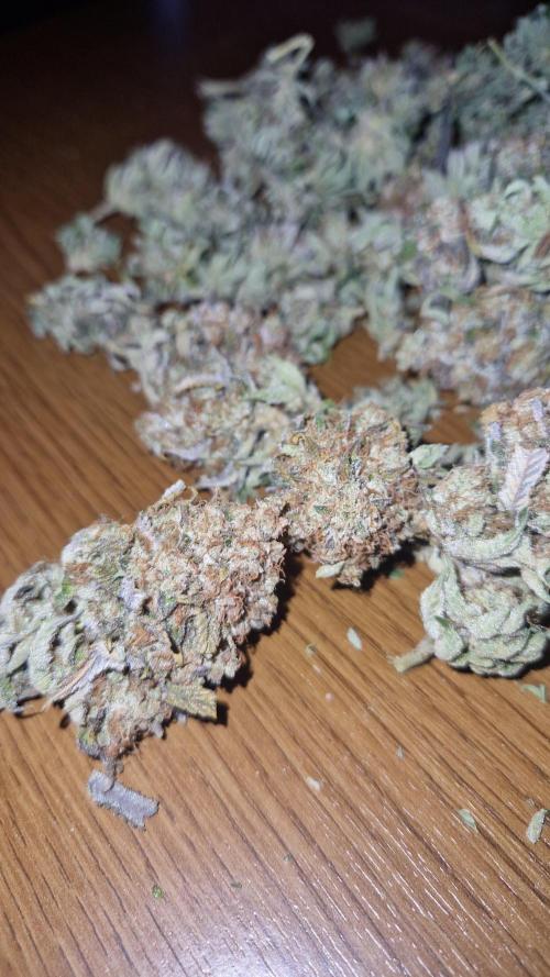 Mixed scrog. Week 14