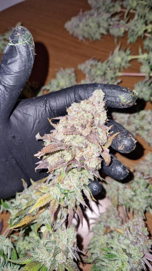 Mixed scrog. Week 14