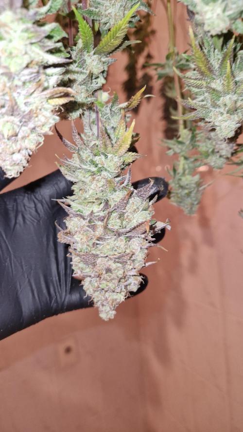 Mixed scrog. Week 14