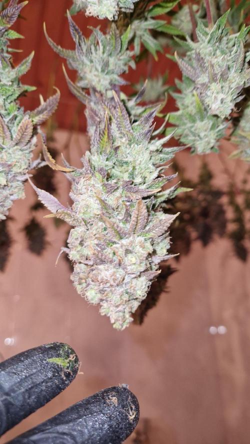 Mixed scrog. Week 14