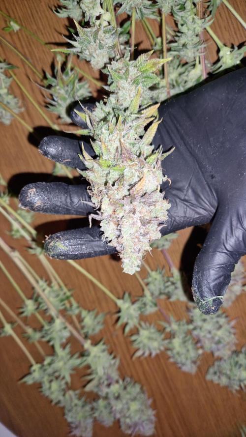 Mixed scrog. Week 14