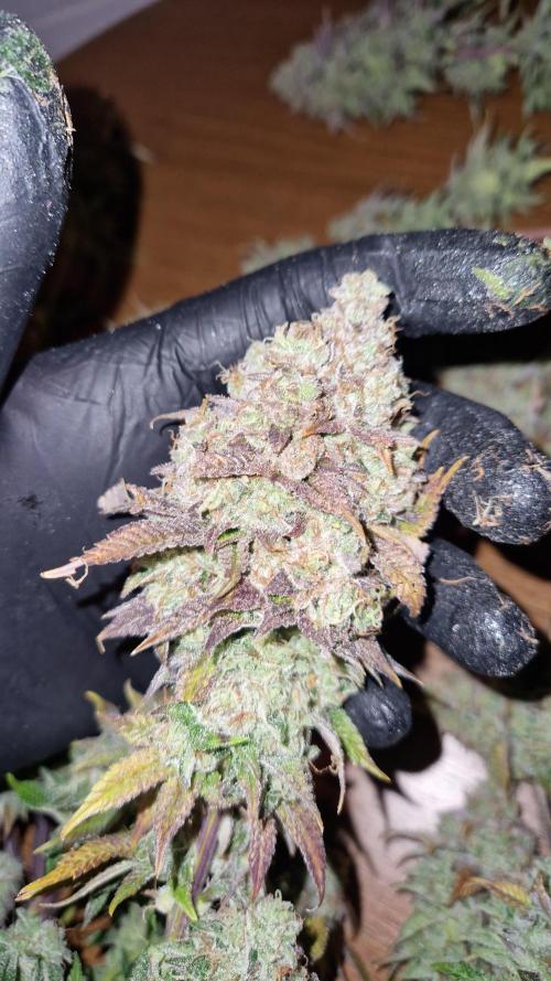 Mixed scrog. Week 14