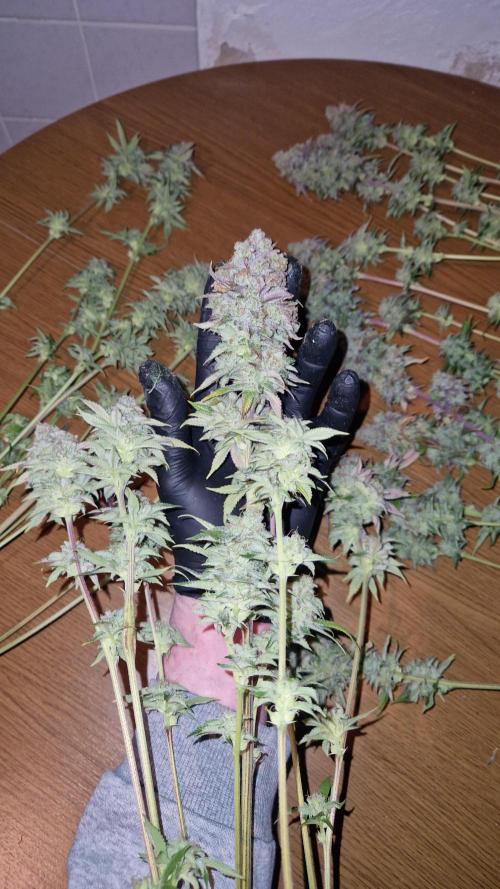 Mixed scrog. Week 14