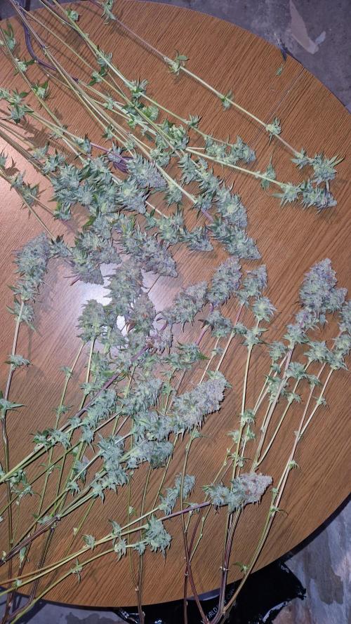 Mixed scrog. Week 14