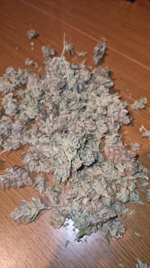 Mixed scrog. Week 14