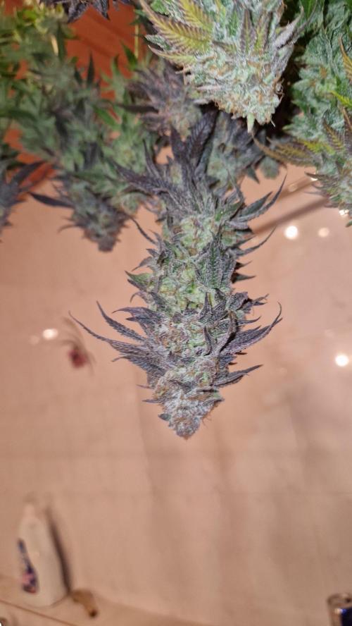 Mixed scrog. Week 14