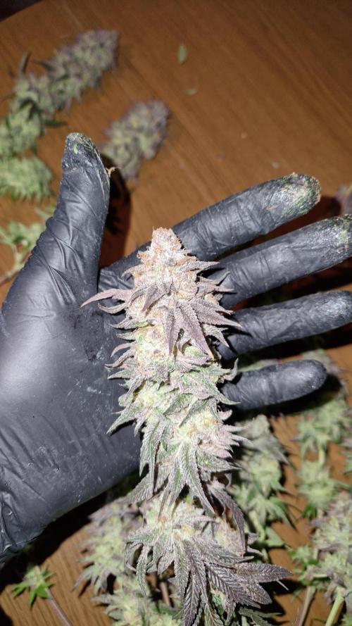 Mixed scrog. Week 14