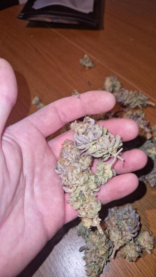 Mixed scrog. Week 14