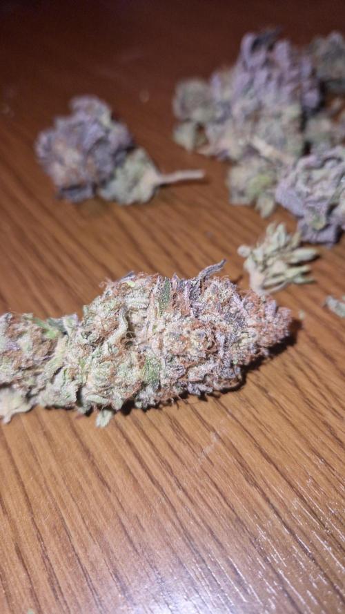 Mixed scrog. Week 14