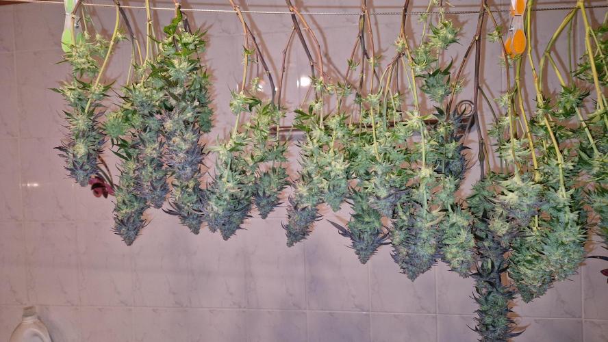 Mixed scrog. Week 14