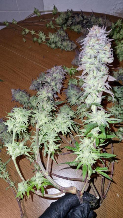 Mixed scrog. Week 14