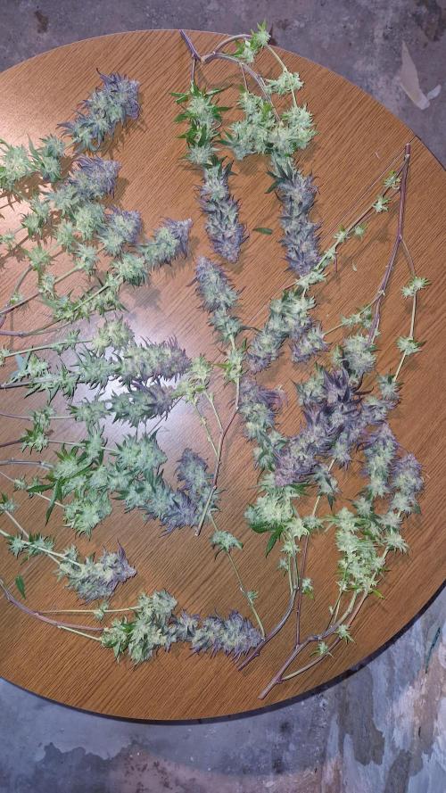 Mixed scrog. Week 14