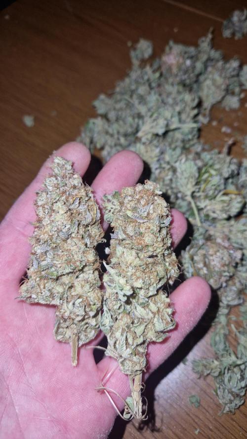 Mixed scrog. Week 14